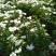 野生优质赤芍苗
