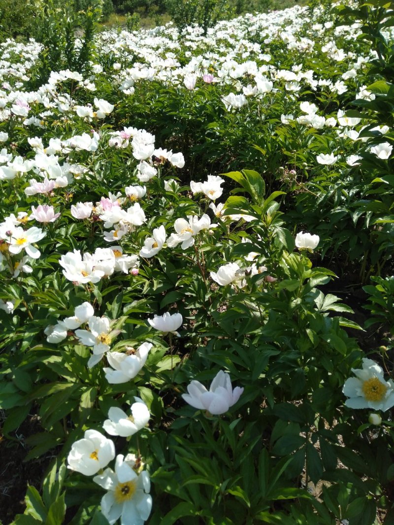 野生优质赤芍苗