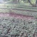 野生优质赤芍苗