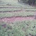 野生优质赤芍苗