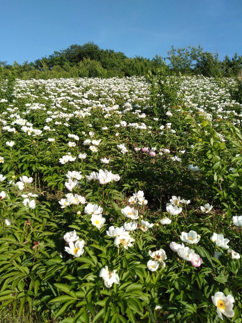 野生优质赤芍苗
