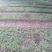 野生优质赤芍苗