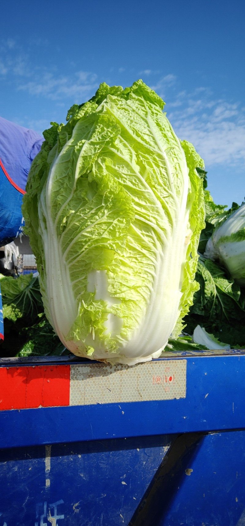 辽宁省凌海市黄心菜火热招商中！！！！！！！！