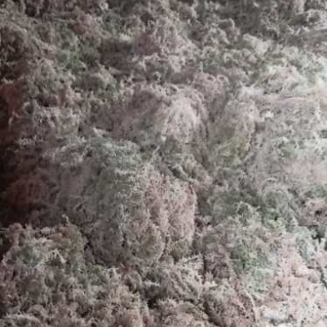大量优质高山水苔，海花草基地供应全国直销支持视频看货