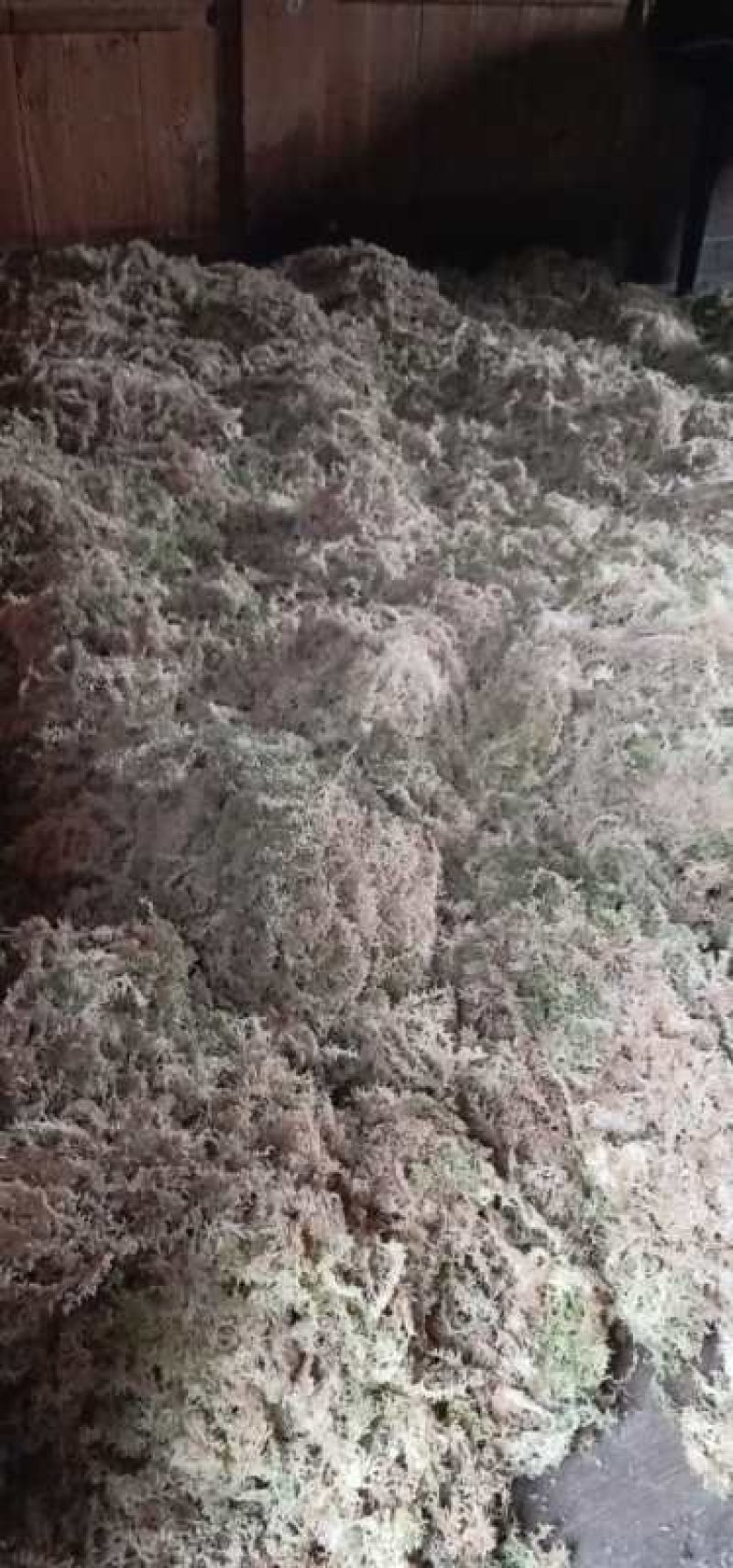 大量优质高山水苔，海花草基地供应全国直销支持视频看货