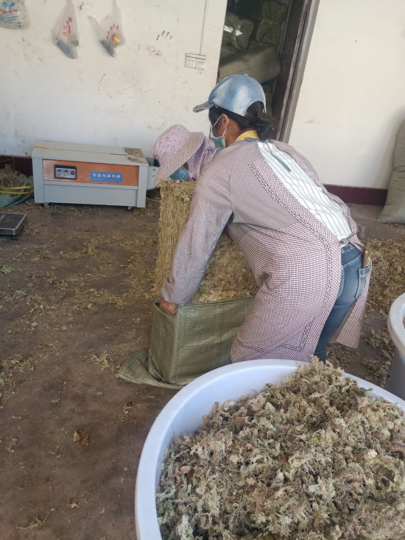 大量优质高山水苔，海花草基地供应全国直销支持视频看货