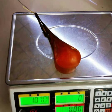 金胆