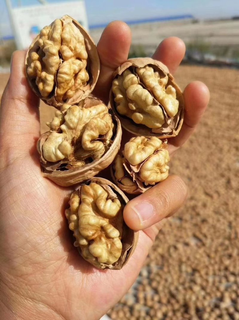185纸皮核桃阿克苏原产地