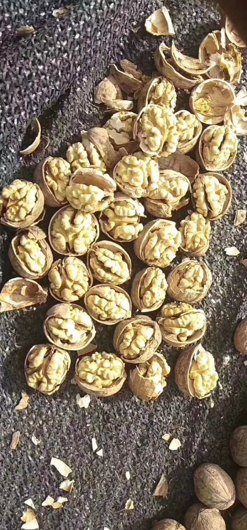 185纸皮核桃阿克苏原产地
