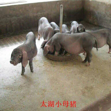 原种太湖母猪养殖基地直发量大从优保质保量诚信经营可考察