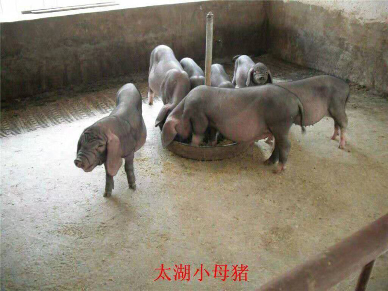 原种太湖母猪养殖基地直发量大从优保质保量诚信经营可考察