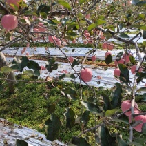 红富士苹果上市了