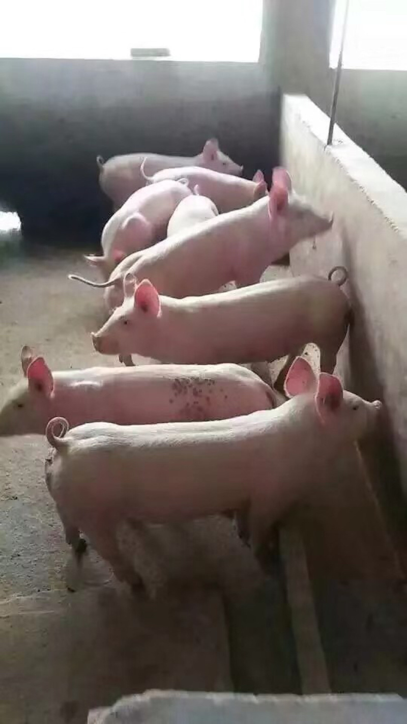 原种二元母猪养殖基地直发量大从优保质保量诚信经营可考察