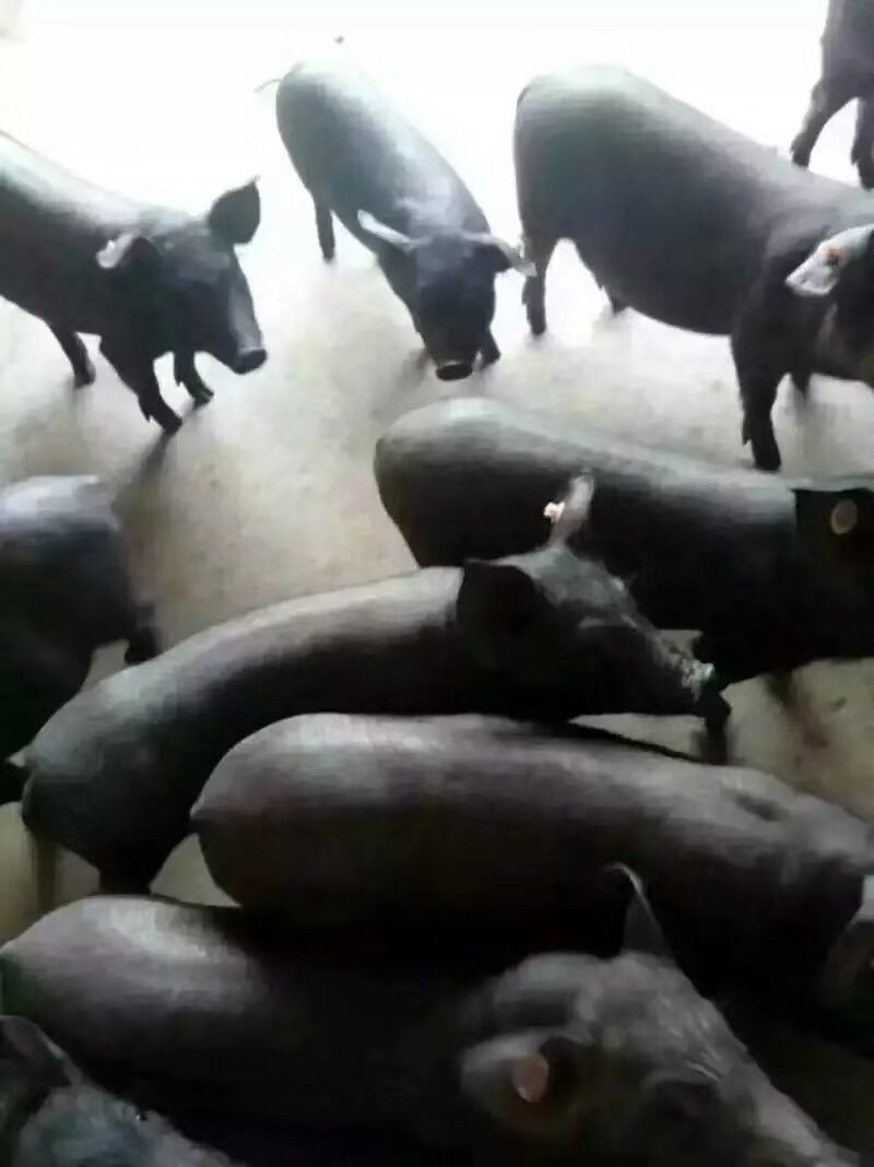 原种二元母猪养殖基地直发量大从优保质保量诚信经营可考察