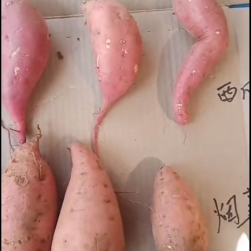 烟薯25
