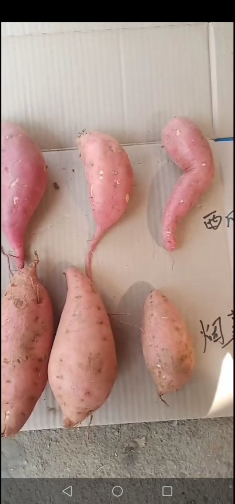 烟薯25