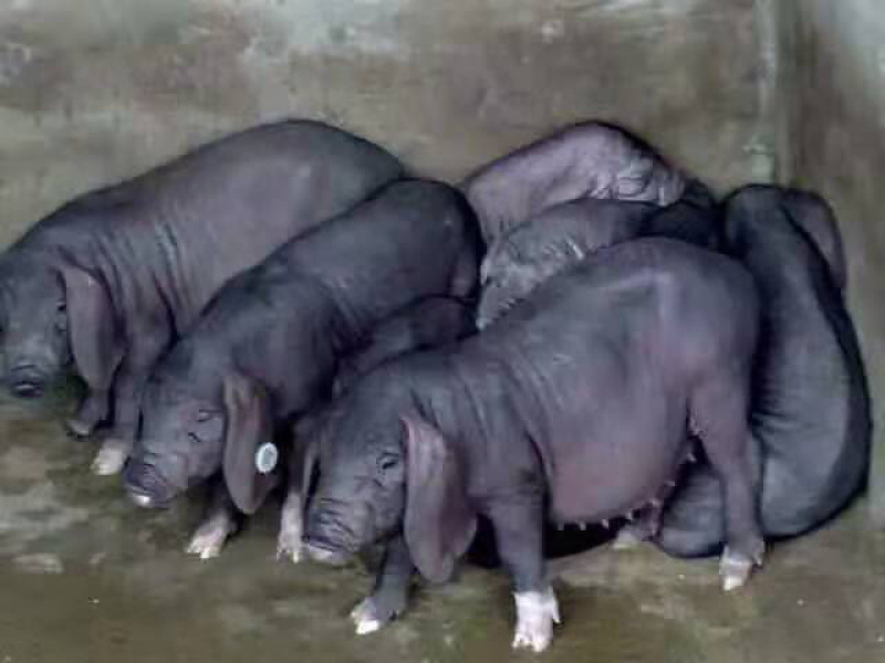 原种杜洛克种公猪养殖基地直发量大从优保质保量诚信经营