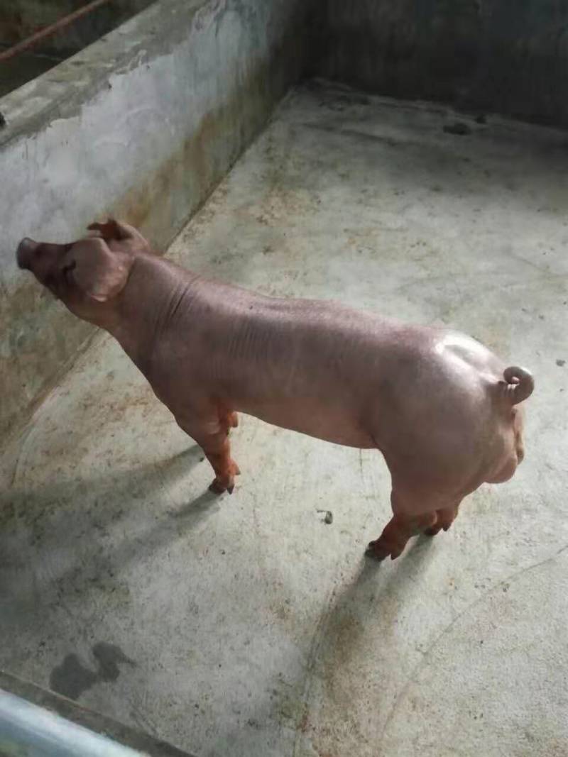 原种杜洛克种公猪养殖基地直发量大从优保质保量诚信经营