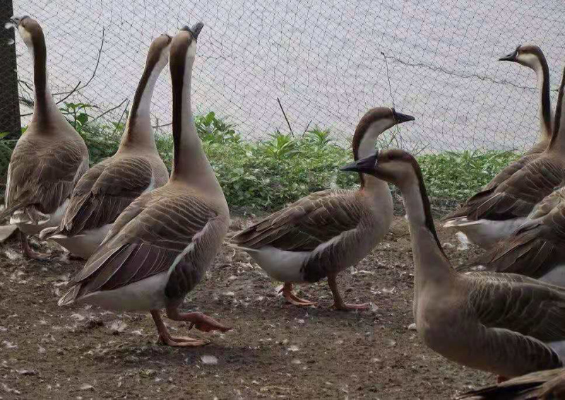 纯种狮头鹅苗孵化基地高成活高产量提供养殖技术诚信经营