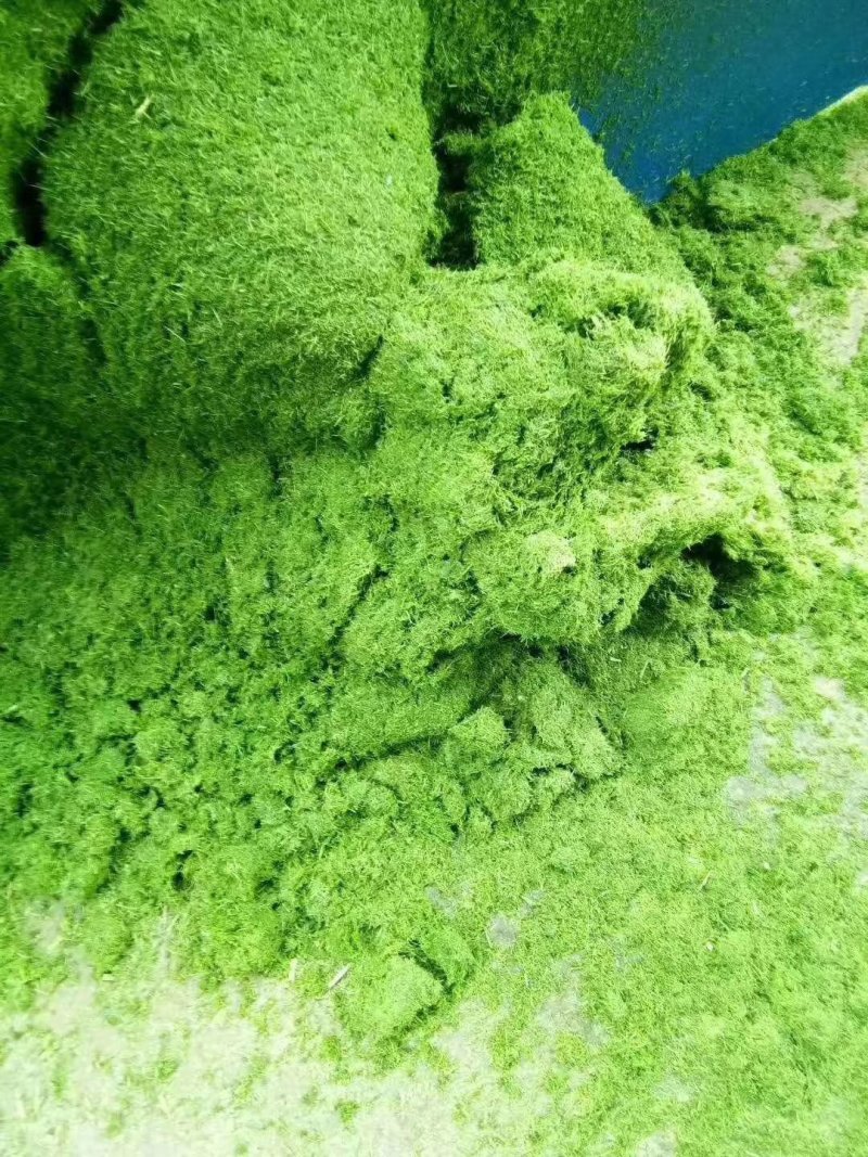 多功能铡草揉丝粉碎一体机