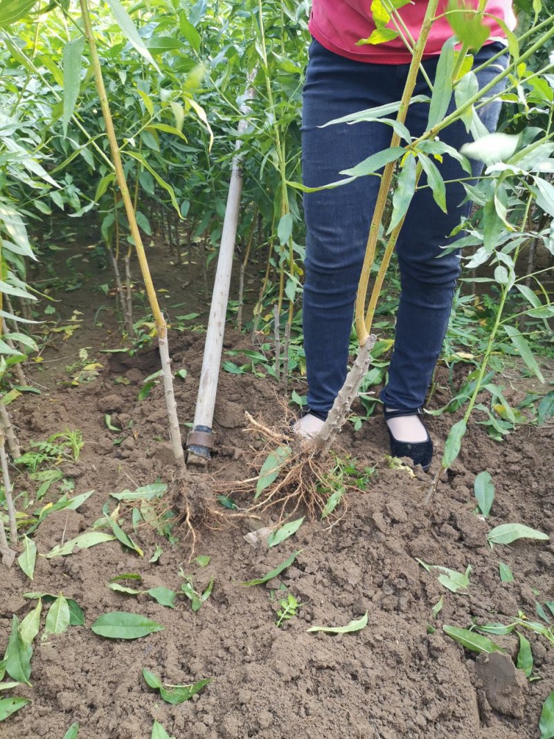 晚熟秋彤桃树嫁接苗，平均果重400克。当年结果，全国包邮