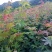 九角枫苗，九角枫，（紫花槭苗）一年苗，量大从优，基地育苗