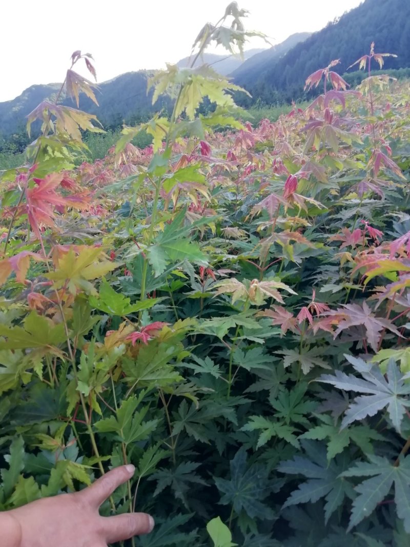 九角枫苗，九角枫，（紫花槭苗）一年苗，量大从优，基地育苗