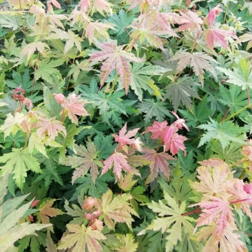 九角枫苗，九角枫，（紫花槭苗）一年苗，量大从优，基地育苗