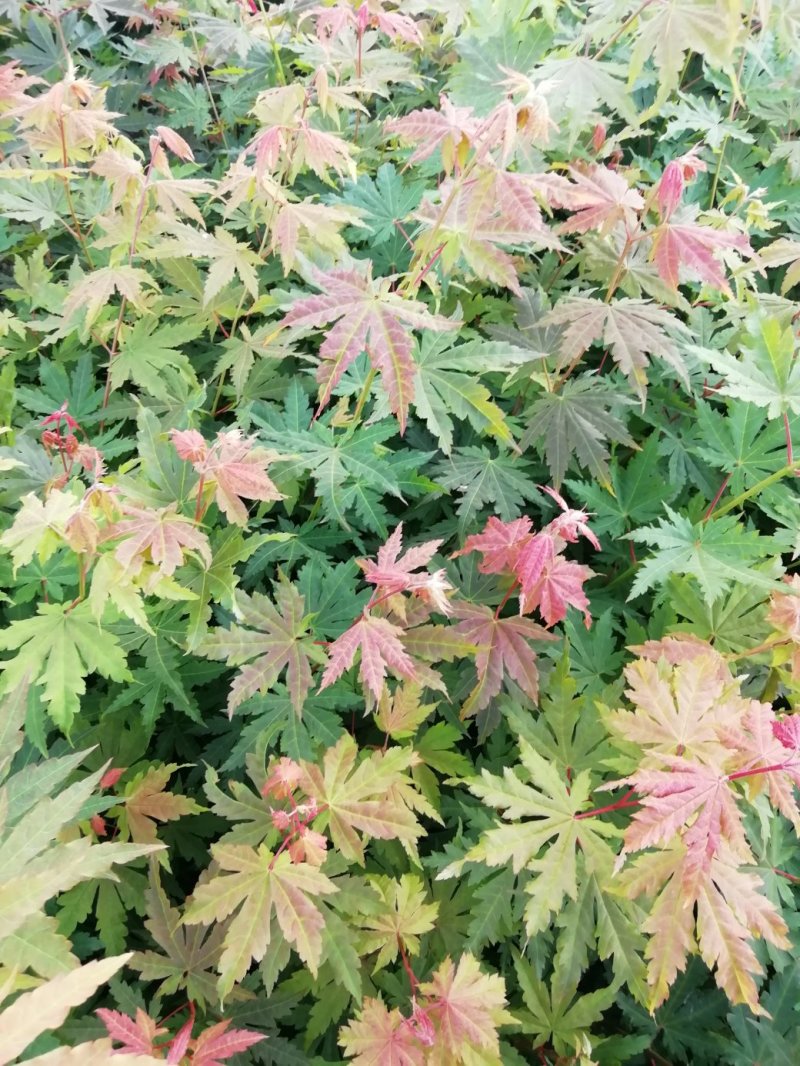 九角枫苗，九角枫，（紫花槭苗）一年苗，量大从优，基地育苗
