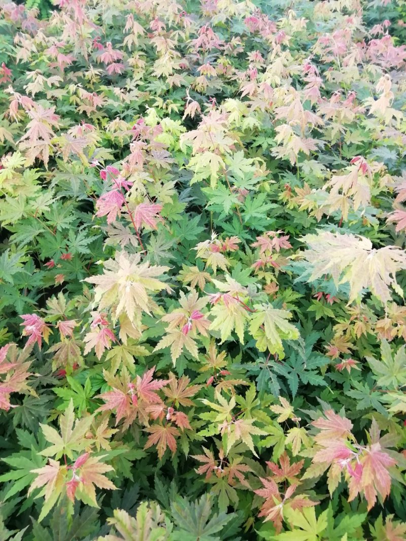 九角枫苗，九角枫，（紫花槭苗）一年苗，量大从优，基地育苗