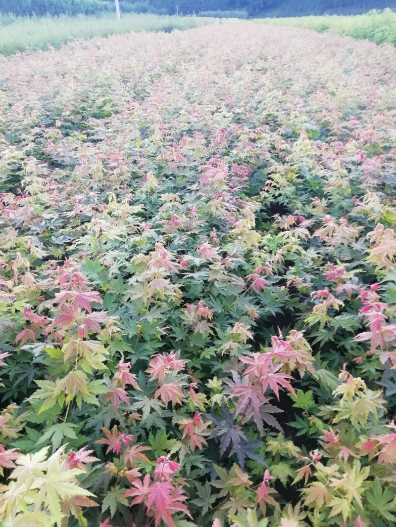 九角枫苗，九角枫，（紫花槭苗）一年苗，量大从优，基地育苗