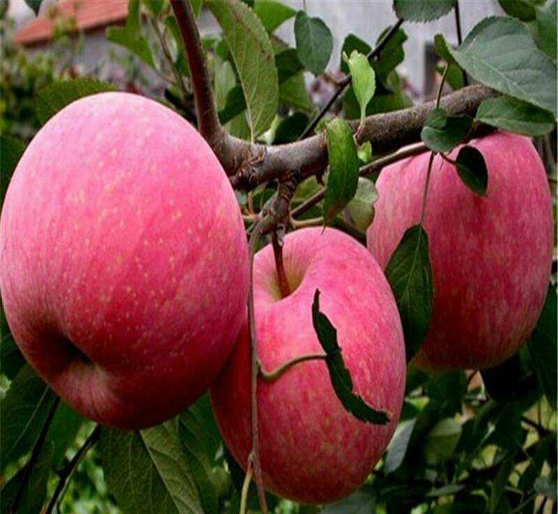 红富士苹果苗产地直销品种保证包成活提供种植技术