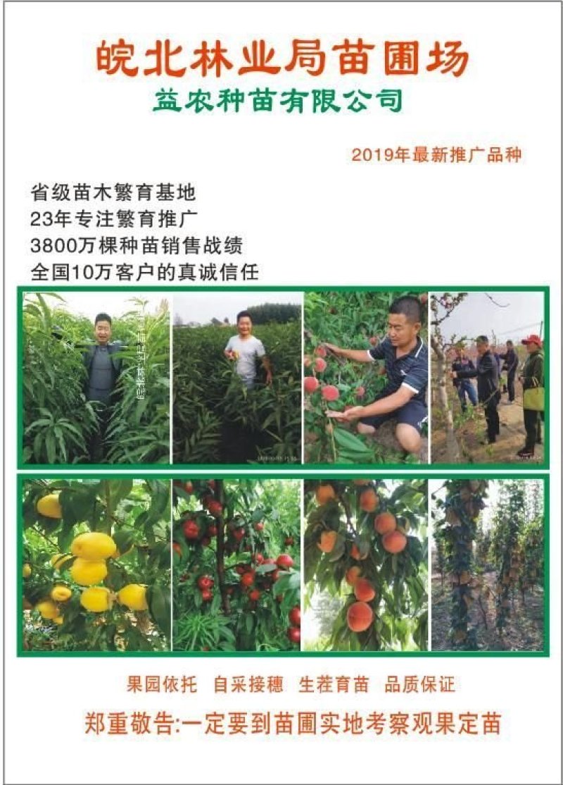 【聚便宜】油蟠7-7蟠桃苗，7月中旬成熟个头大，不裂果