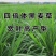耐寒牧草种子多年生黑麦草种子四季常青鸡鸭鹅猪牛羊鱼草包邮