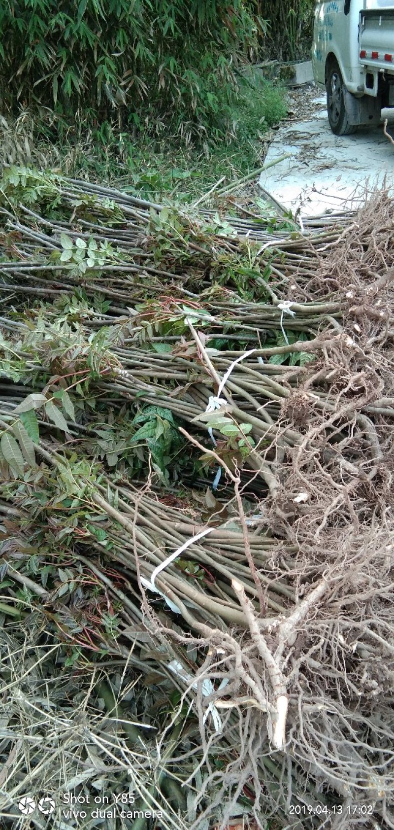 正宗四川高产红油香椿苗，自产自销，质量保证，量大从优。