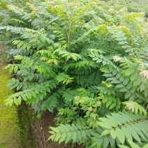 正宗四川高产红油香椿苗，自产自销，质量保证，量大从优。