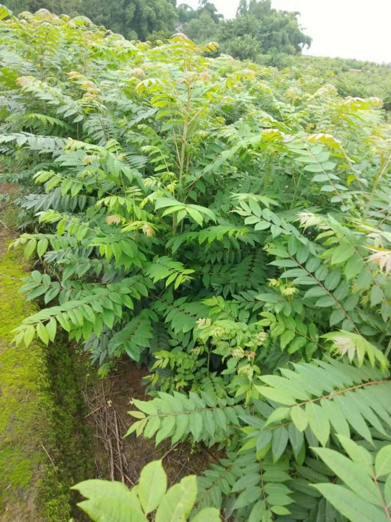 正宗四川高产红油香椿苗，自产自销，质量保证，量大从优。