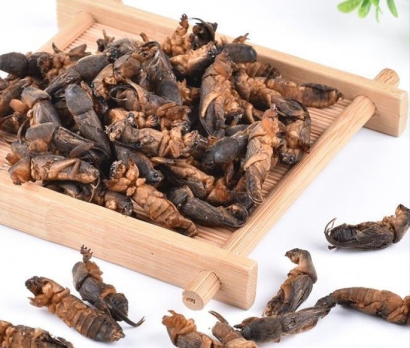 蝼蛄,道地药材，质优价实，品质保证，药典标准一公斤起批