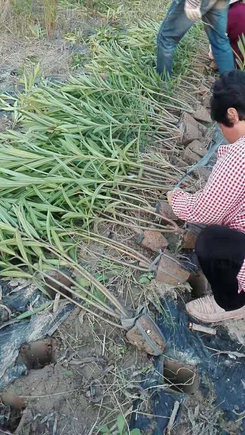 夹竹桃工程绿篱苗红花夹竹桃篱笆苗夹竹桃苗