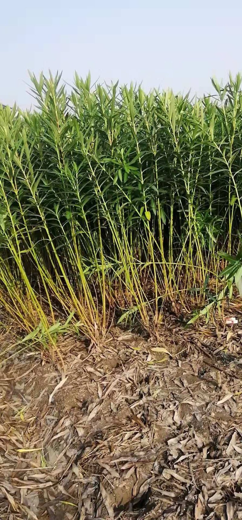 夹竹桃工程绿篱苗红花夹竹桃篱笆苗夹竹桃苗