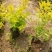 金山绣线菊绣线菊基地直供量大从优