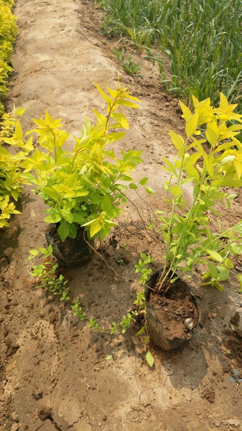 金山绣线菊绣线菊基地直供量大从优