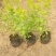 金山绣线菊绣线菊基地直供量大从优