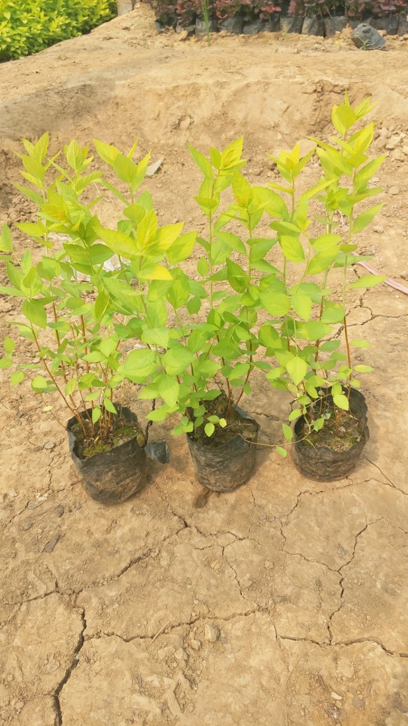 金山绣线菊绣线菊基地直供量大从优