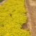 金山绣线菊绣线菊基地直供量大从优