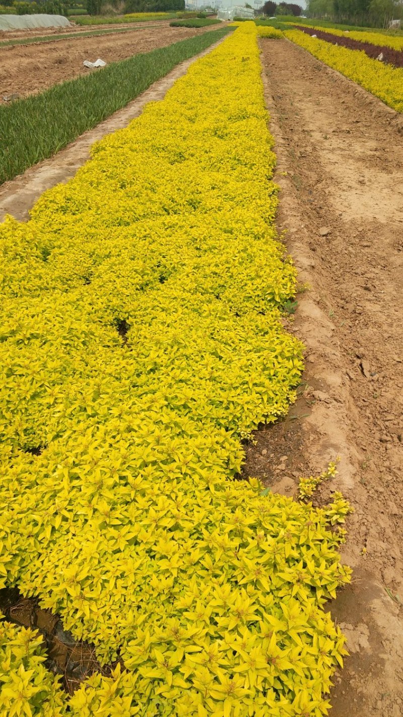 金山绣线菊绣线菊基地直供量大从优