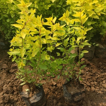 金山绣线菊绣线菊基地直供量大从优