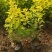 金山绣线菊绣线菊基地直供量大从优