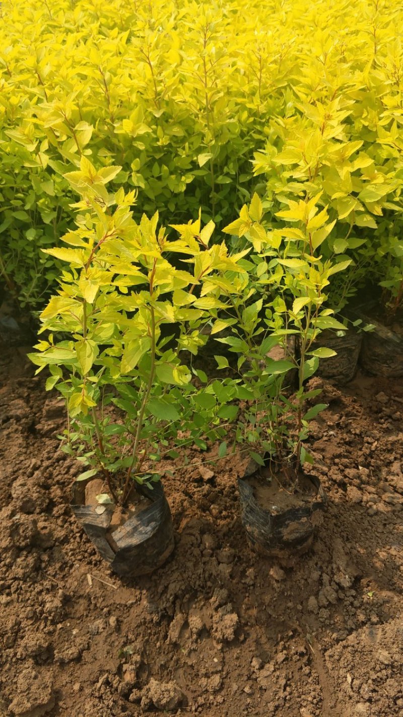 金山绣线菊绣线菊基地直供量大从优