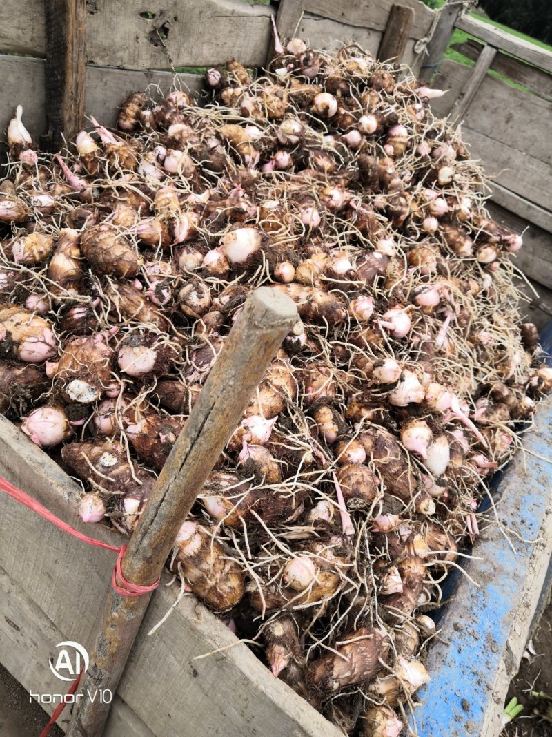 芋头，红芽芋，老母二母，芋仔，量大！！！！！